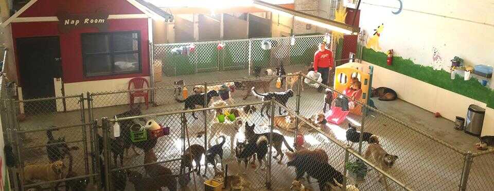 Doggyland Daycare, Boarding and Grooming | Prime Trade