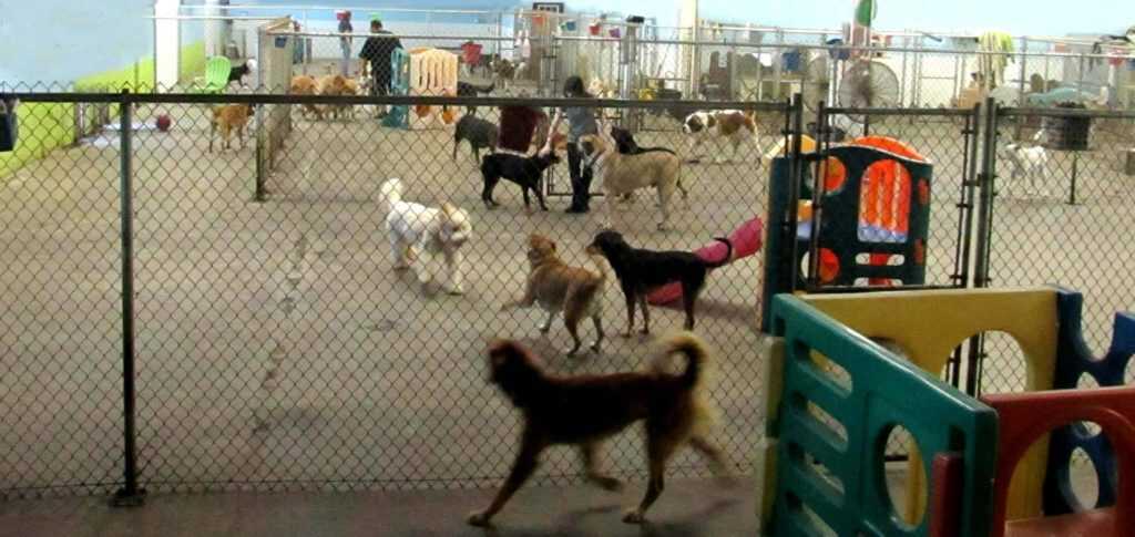 Doggyland Daycare, Boarding and Grooming | Prime Trade